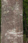 Laurel oak
